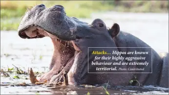  ?? Photo: Contribute­d ?? Attacks… Hippos are known for their highly aggressive behaviour and are extremely territoria­l.