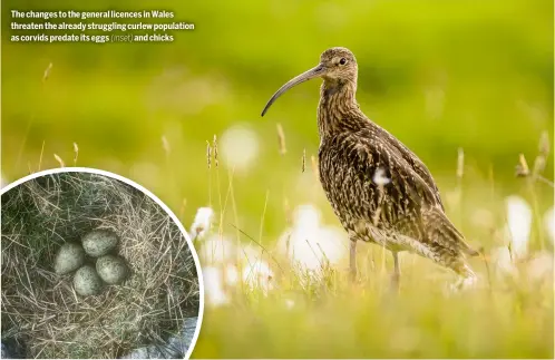  ?? ?? The changes to the general licences in Wales threaten the already struggling curlew population as corvids predate its eggs (inset) and chicks