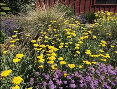  ?? LAURA KLING — CONTRIBUTE­D ?? Moonshine yarrow deer grass in background.