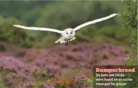  ??  ?? Bumper brood Six barn owl chicks were found on an estate managed for grouse