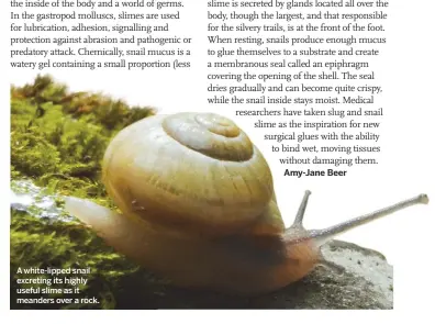  ??  ?? A white-lipped snail excreting its highly useful slime as it meanders over a rock.
