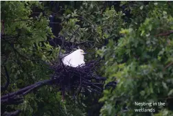  ??  ?? Nesting in the wetlands