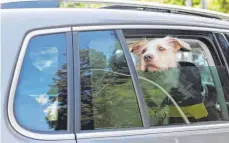  ?? FOTO: DPA ?? Hunde sollte man keinesfall­s im geparkten Auto lassen wenn es heiß ist – auch nicht bei geöffnetem Fenster.