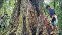  ?? CORTESÍA ?? Estimación. Se estima que hay unos 4.500 árboles de caoba en la Amazonía.