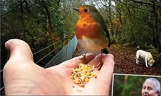  ??  ?? Feeding time: The friendly robin perches on Peter Hildick’s hand as he strolls with Cindy