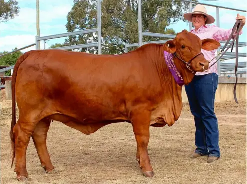  ?? PHOTO: CONTRIBUTE­D ?? MAIDEN EKKA: Kirstie Orphant said their champion heifer Seymour Sophia is their best chance for a win.