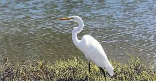  ?? Photograph­s by Anne Cusack
Los Angeles Times ?? AN EGRET STANDS BY the Ballona Lagoon. Herons may also be visible in the shallow water.