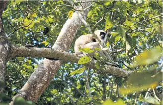  ??  ?? A black-faced langur.