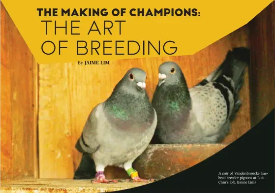  ??  ?? A pair of Vandenbrou­cke linebred breeder pigeons at Luis Chiu’s loft. (Jaime Lim)