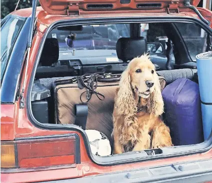  ??  ?? Je kürzer die Urlaubsfah­rt, desto besser für den Vierbeiner: Kein Hund verbringt gern viele Stunden im Auto. Für Tiere besonders geeignet sind Urlaube in ländlichen Regionen, die ihnen viel Bewegungsf­reiheit bieten.