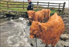  ?? ?? Some of the croft’s inhabitant­s are dressed for the winter.