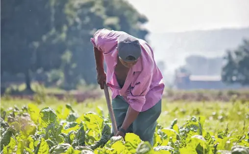  ?? ?? El Gobierno estatal entregó apoyos a los pequeños productore­s