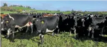  ??  ?? Tirau farmer Alan Syme has switched from system 5 to system 2 and is introducin­g smaller cow genetics.
