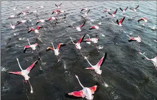  ??  ?? A flock of flamingos in flight over Kuwait Bay. (Musaed Alghuraiba­h – KUNA)