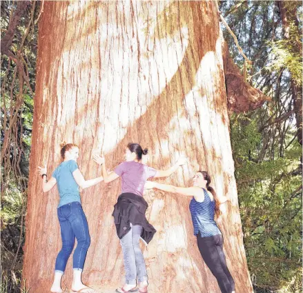  ?? STEVE MACNAULL PHOTOS ?? Jean Merie Rieck, left, of Flagstaff, Ariz., Jee Yeong Malik of Oakland, Calif., and Melissa Hassler of Oakland hug Big Alma, the biggest tree in the Bear Creek Redwoods Open Space Preserve at 70 metres high and 10 diameter at the base.