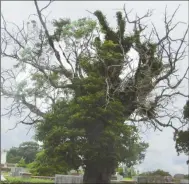  ?? Agnes Hagin/ SJ ?? Tree growing in Rose Hill Cemetery creates interest as Don Tate seeks informatio­n to prove if story is fact or fiction.