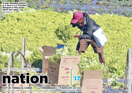  ?? ANDY ZAPATA JR. ?? A man harvests lettuce in a farm in La Trinidad, Benguet in this photo taken last week.