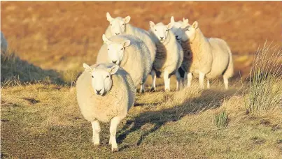  ??  ?? Sheep at Armadale Farm.