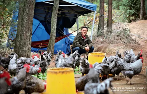  ??  ?? Xiong Yong est heureux de voir picorer et grandir ses poules grises.