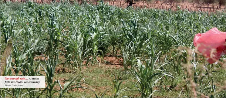  ?? Photo: Loide Jason ?? Not enough rain… A maize field in Otuani constituen­cy.