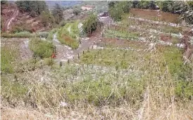  ??  ?? Diretor regional de Agricultur­a foi ontem ver os prejuízos nas vinhas de Murça, causados pela forte chuva e queda de granizo. Área de Porrais foi a mais afetada