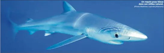  ?? (Photo Matthieu Lapinski/ailerons) ?? Un requin peau bleue dans son milieu naturel.
