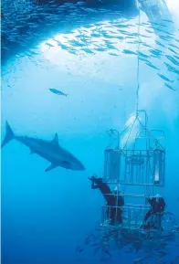  ?? CFP ?? Thrill-seekers approach sharks up and close while staying inside the safety of a cage.