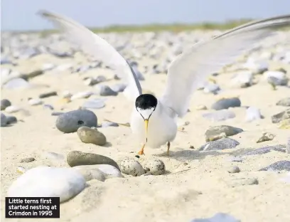  ??  ?? Little terns first started nesting at Crimdon in 1995