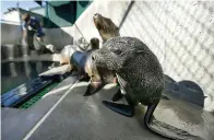  ?? AP Photo/Gregory Bull ?? ■ A Guadalupe fur seal, foreground, passes by as SeaWorld animal rescue team member Heather Ruce feeds a California sea lion at a rescue facility in 2013 in San Diego, with rescue crews seeing a higher-than-average amount of stranded sea lions. Marine biologists nicknamed a patch of persistent high temperatur­es in the Pacific Ocean between 2013 and 2016 “the Blob.” During that period, decreased phytoplank­ton production led to a “lack of food for many species,” from fish to marine mammals.