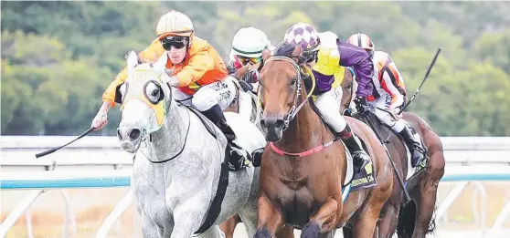  ?? ONE TO WATCH: Grey Missile will be one of the horses to beat in today's The Ville Resort- Casino Weight- For- Age ( 1300m) at Cluden Park. Picture: SHAE K PHOTOGRAPH­Y ??