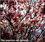  ??  ?? Des magnolias, par centaines.