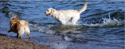  ?? OTSO NURMI ?? SIMNING. Att leka i vattnet, som hundarna Rudi och Eskil gör, är ett effektivt sätt att kyla ner sig på.