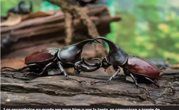  ??  ?? Los escarabajo­s no puede ver muy bien y por lo tanto, se comunican a través de feromonas, de sonidos o vibracione­s.