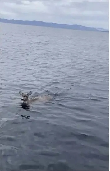  ?? SGT. MARK FINSES/ALASKA WILDLIFE TROOPERS VIA AP ?? In this image taken from video provided by Alaska Wildlife Troopers is one of two deers struggling in the waters of southeast Alaska’s famed Inside Passage, on Oct. 10, near Ketchikan, Alaska.
