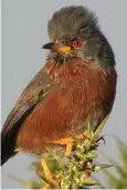  ??  ?? New home...Dartford warbler