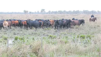  ??  ?? Húmedo. Un lote de vientres en el establecim­iento El Bagual, rodeado del típico paisaje formoseño.