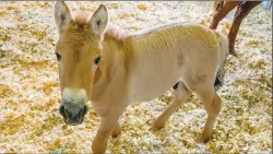  ?? Associated Press photo ?? This Sept. 1 photo provided by San Diego Zoo Global shows Kurt, a tiny horse who is actually a clone. The 2-month-old, dun-coloured colt was created by fusing cells taken from an endangered Przewalski’s horse at the San Diego Zoo in 1980.