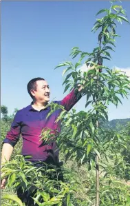  ?? TAN YINGZI / CHINA DAILY ?? Wang Xiaobing, a peach farmer in Wulong, Chongqing, talks about one of the varieties recently planted.