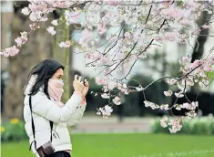  ??  ?? Many joys renew: mask and camera at the ready in St James’s Park for March blossom