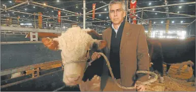  ??  ?? HEREFORD. Alejandro De la Tour, presidente de la Asociación de Criadores de la raza, con uno de los animales que trajo a concursar este año. “La raza atraviesa un muy buen momento”, dijo a Perfil.