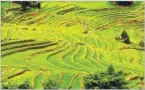  ??  ?? XINHUA Photo taken on June 29, 2013 shows paddy fields in Tuguozhai village of Xinjie town in Yuanyang, Southwest China’s Yunnan province.