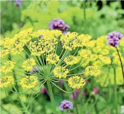  ?? NEIL ROSS/NZ GARDENER; UNSPLASH ?? Try letting some of your herbs go to seed before collecting them once dry. Fennel is a good option. Right, recycled yoghurt pottles make ideal vessels for seeds and seedlings.