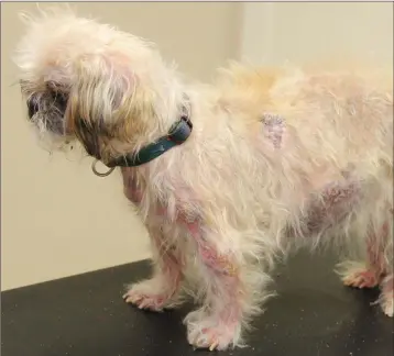  ??  ?? Itchy skin is a common reason for pets to visit the vet