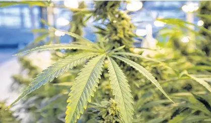  ?? ALLEN MCINNIS • POSTMEDIA NEWS ?? A plant grows in the Hexo Corp cannabis greenhouse­s in Gatineau, Que.