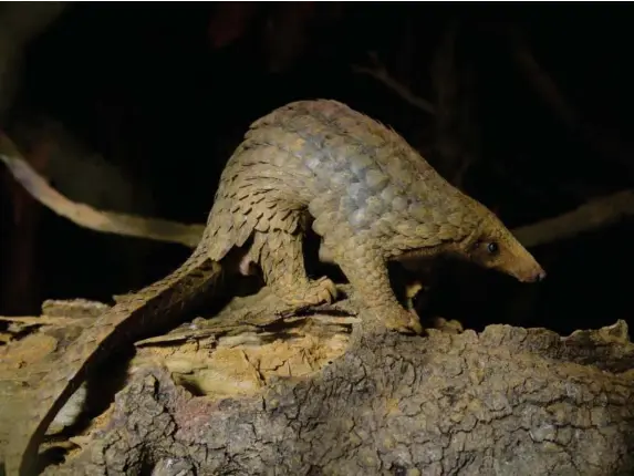  ?? (Getty) ?? A rescued pangolin at Save Vietnam Wildlife in Cuc Phuong National Park in the northern province of Ninh Binh