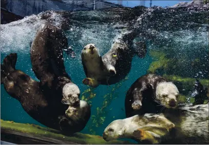  ?? JESSICA WAN — MONTEREY BAY AQUARIUM ?? Southern sea otters (Enhydra lutris nereis) swimming underwater and playing in the Sea Otter exhibit.