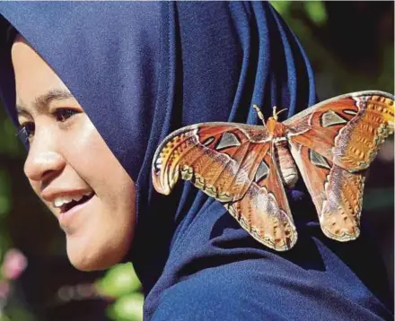  ??  ?? A giant butterfly nestles on SK Putrajaya Presint 8(2) student Miza Umaira Mohd Rizwan’s shoulder during her visit to the National Science Centre.