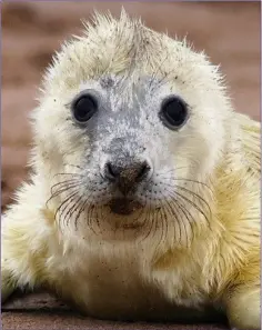  ??  ?? Baby seals must quickly learn to catch fish and become independen­t before their mothers abandon them.