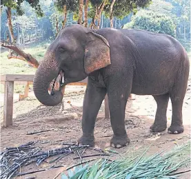  ??  ?? Feeding time at Patara Elephant Farm in Chiang Mai.