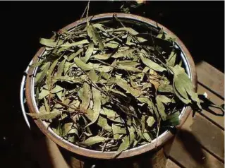  ?? PHOTO FROM WIKIMEDIA. ?? Eucalyptus packed into a steam distillati­on unit for oil extraction.